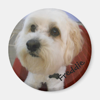 Imã Personalidades Magnéticas - Freddie