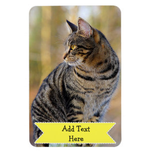 Ímã Personalize um animal de estimação da família o