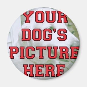 Imã Personalizou a foto do seu cão