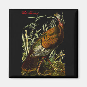 Imã Peru Selvagem Audubon Aves da América do Norte Edu