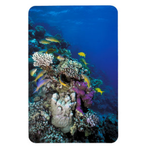 Ímã Pescado De Goatfish Em Torno De Coral Pequeno