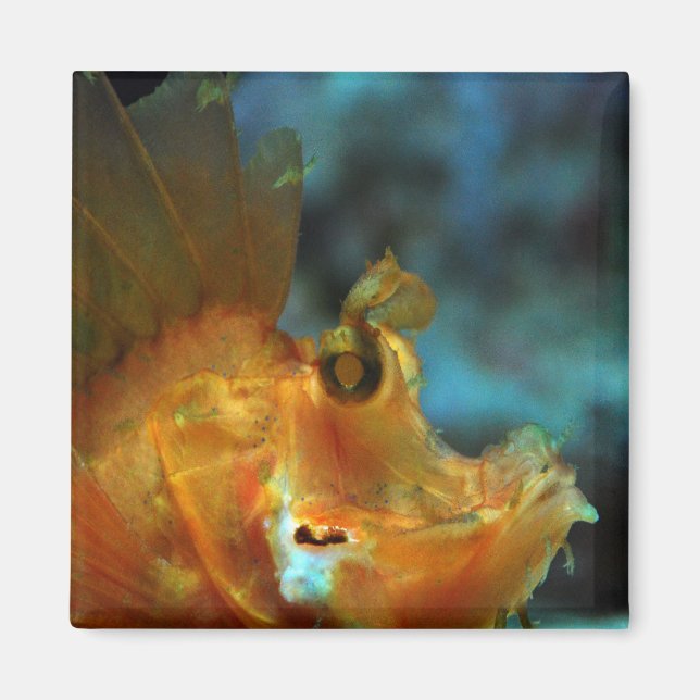 Imã pescador (Frente)