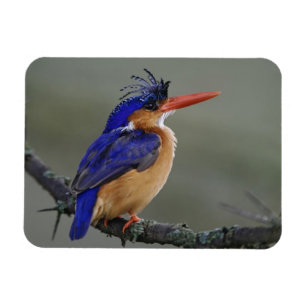 Ímã Pescador-malquita, Alcedo cristata, Lago