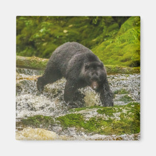 Imã Pescaria de Urso Negro Qua Creek Colúmbia Britân