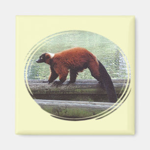 Imã Pescoço vermelho do branco da pele do Lemur