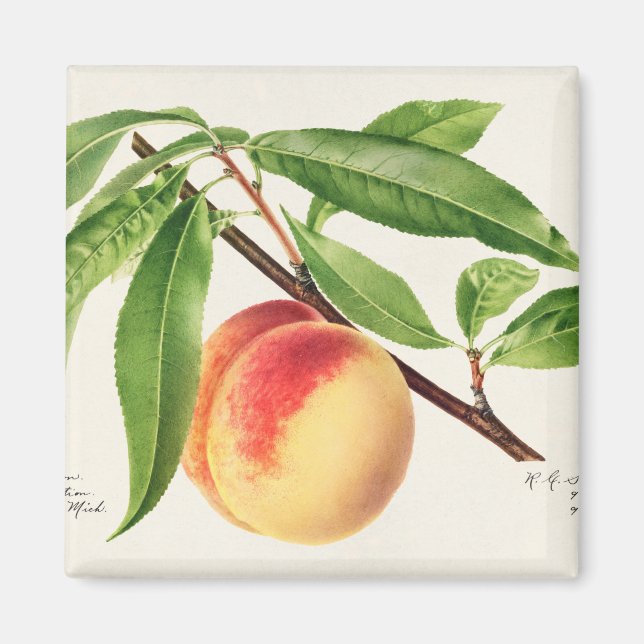 Imã Pêssego (Frente)