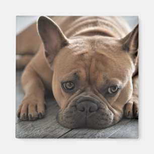 Imã Pet Dog de Fotografia Personalizada