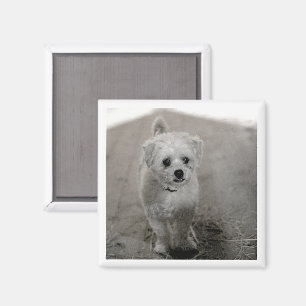 Imã Pet PHOTO Eterno Keepsakue Cachorro Mãe Pai Divert