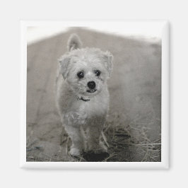 Imã Pet PHOTO Eterno Keepsakue Cachorro Mãe Pai Divert