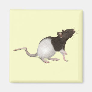 Imã Pet Rat Painting