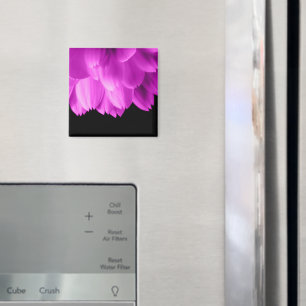 Imã Pétalas de flor rosa quente sobre preto