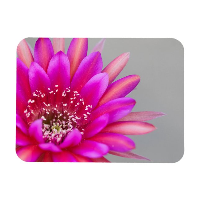 Ímã pétalas de flores de cacto rosa vibrantes (Horizontal)