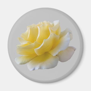 Imã Pétalas de rosa amarela