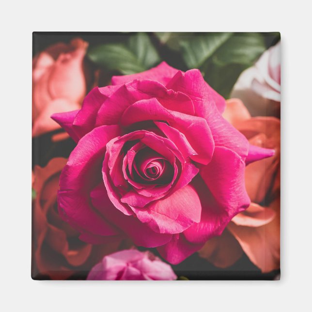 Imã Pétalas de Rosa Flor de Rosa Rosa (Frente)