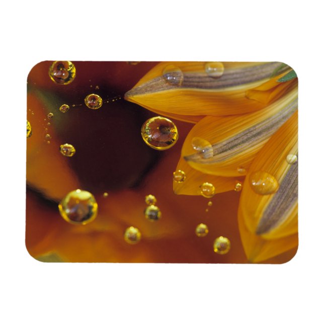 Ímã Pétalas em superfície reflexiva de Mylar com gotas (Horizontal)