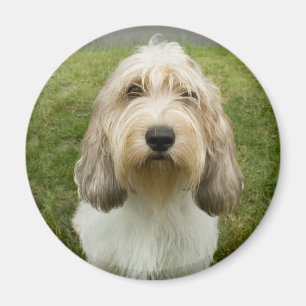 Imã Petit Basette Griffon Vendeen