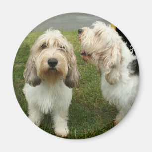 Imã Petit Basette Griffon Vendeen