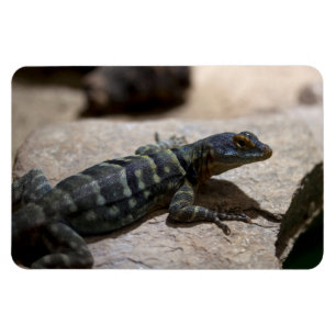 Ímã Petrosaurus talassinus