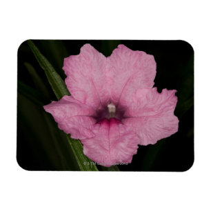 Ímã Petunia mexicana rosa (Ruellia Brittoniana ou