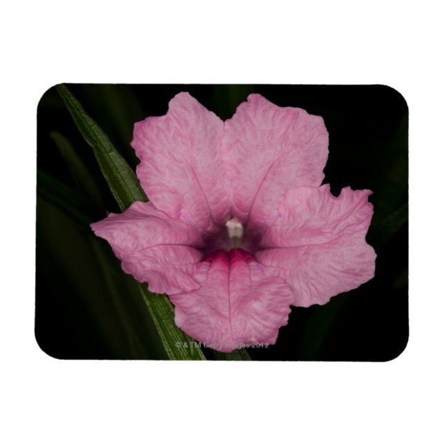 Ímã Petunia mexicana rosa (Ruellia Brittoniana ou (Horizontal)
