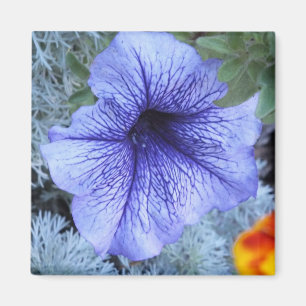 Imã Petunia Roxa