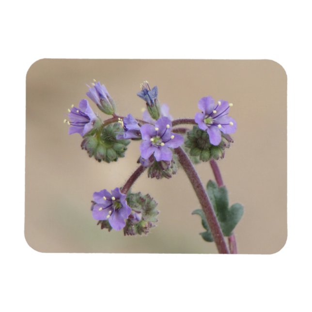 Ímã Phacelia Purple Wildflower (Horizontal)