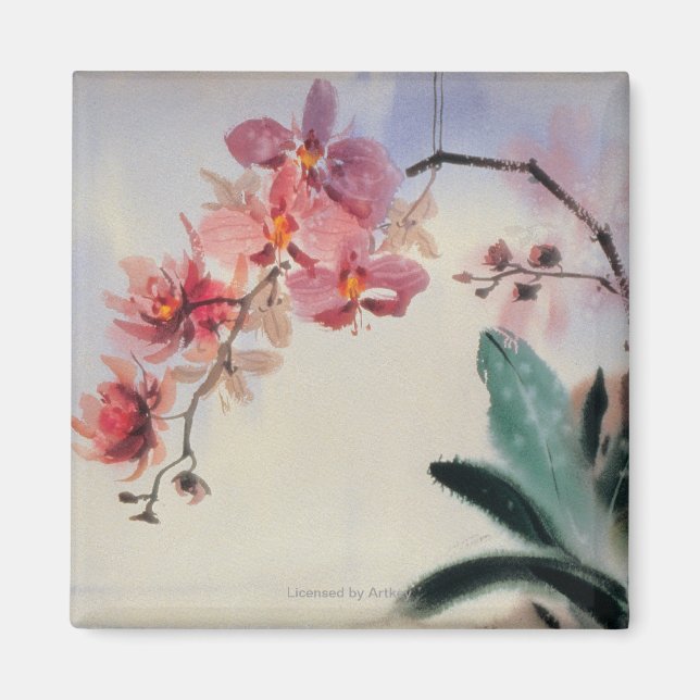 Imã Phalaenopse (Frente)