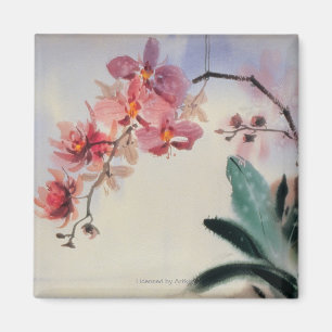 Imã Phalaenopsis