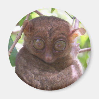 Imã Philippine Tarsier