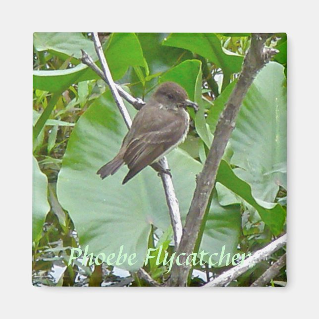 Imã Phoebe Flycatcher Magnet (Frente)