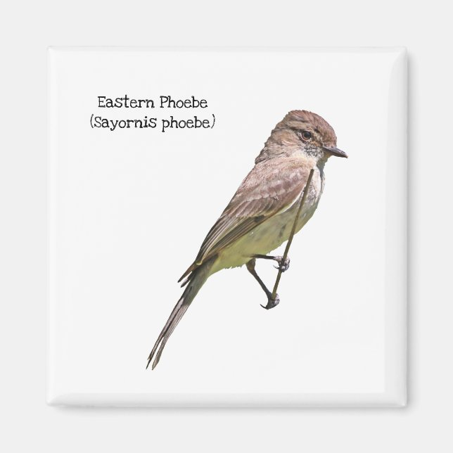 Imã Phoebe Oriental (Frente)