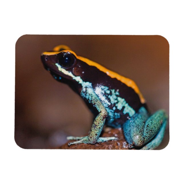 Ímã Phyllobates vittatus, um sapo de veneno (Horizontal)