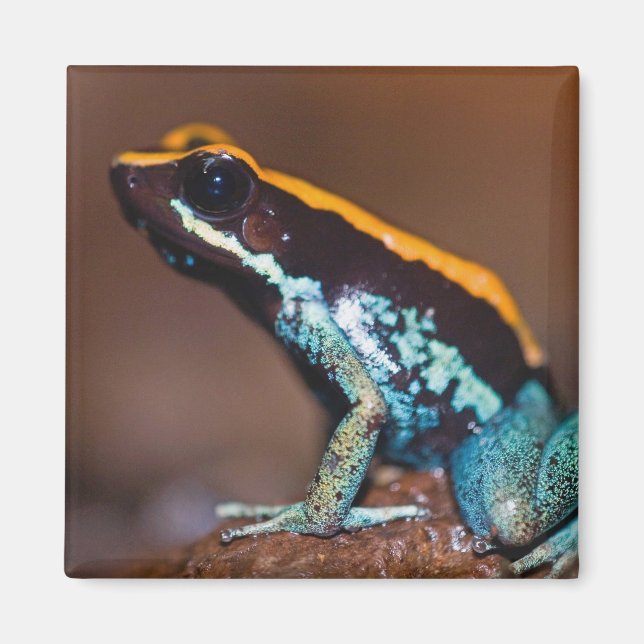 Imã Phyllobates vittatus, um sapo de veneno de flecha (Frente)