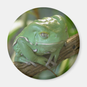 Imã Phyllomedusa sauvagii