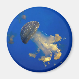 Imã Phyllorhiza punctata