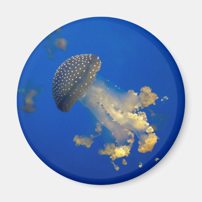 Imã Phyllorhiza punctata (Frente)