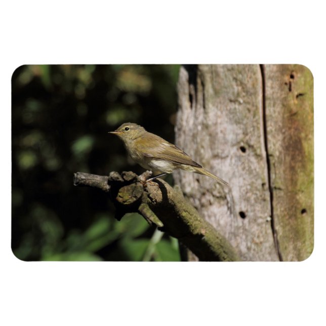 Ímã Phylloscopus collybita (Horizontal)