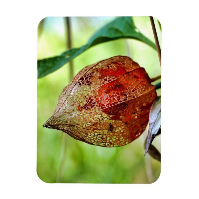 Ímã Physalis alkekengi (Vertical)