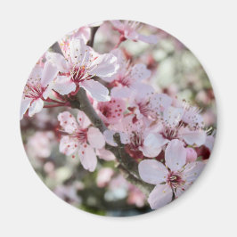 Imã Pia Brilhante, Cola Vermelha.