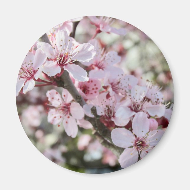 Imã Pia Brilhante, Cola Vermelha. (Frente)