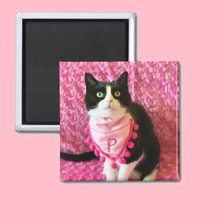 Imã Pica o Mídia Rosa de Gato Tuxedo (Criador carregado)