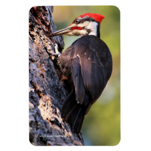 Ímã Pica-pau bonito de Pileated na árvore