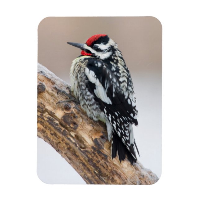 Ímã Pica-pau-de-barriga-amarela macho (Vertical)