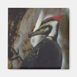 Imã Pica-pau de Pileated