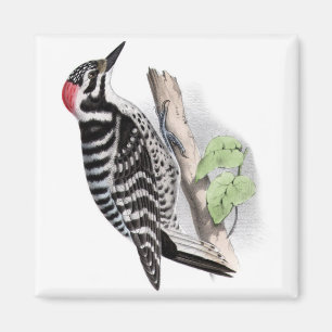 Imã Pica-pau de Pileated