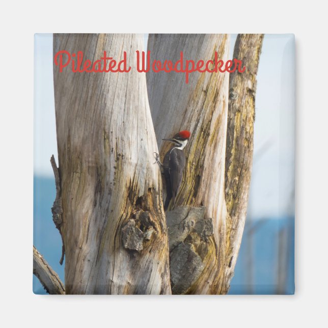 Imã Pica-Pau Pileado (Frente)