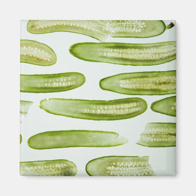 Imã Pickles Green (Frente)