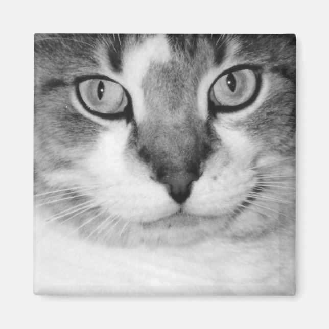 Imã Picle Magnet (Frente)