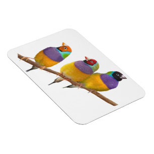 Ímã Picos Coloridos Gouldian em Pastéis