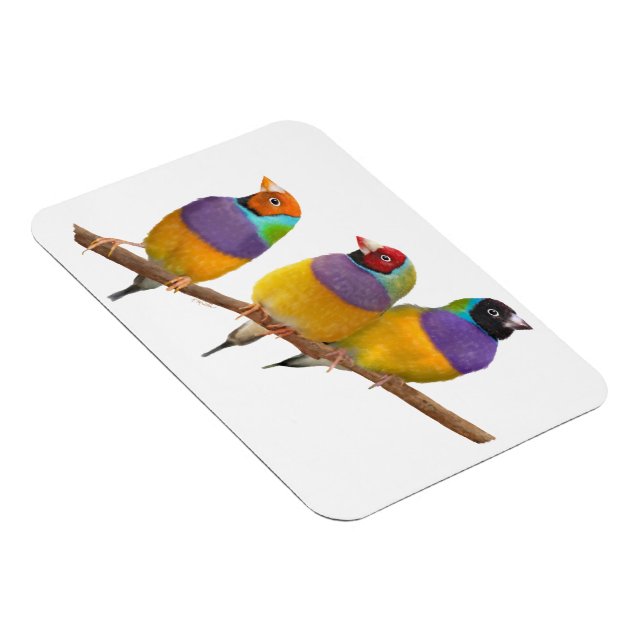 Ímã Picos Coloridos Gouldian em Pastéis (Lado Direito)
